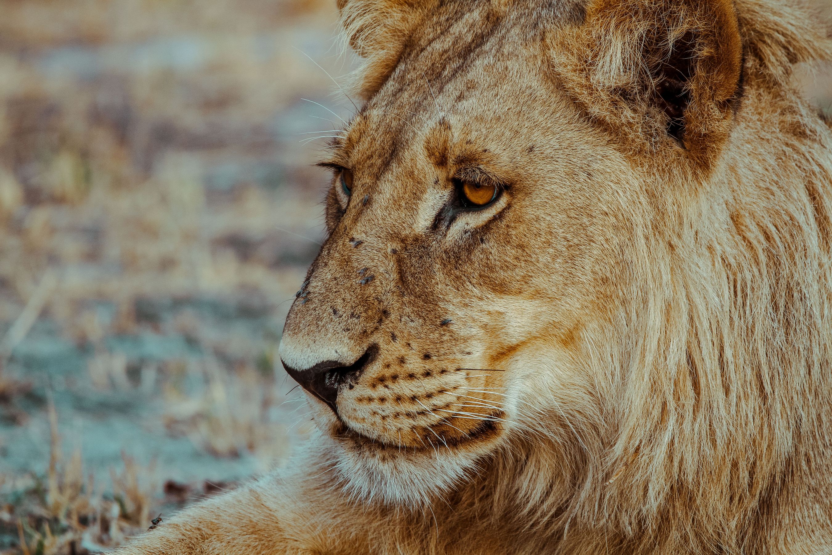Lion in the African bush